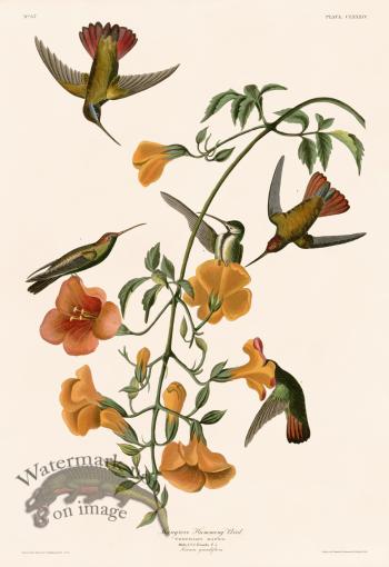 184 Mangrove Hummingbird